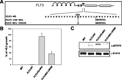 Figure 6. Deletion of wild-type R595 in FLT3-ITD-W51 results in reduced transforming potential and STAT5 activation in Ba/F3 cells. (A) Schematic representation of wild-type R595 (FLT3-W51-ΔR595) deletion mutant in the FLT3-ITD-W51 construct. (B) Ba/F3 cells expressing the FLT3-WT, FLT3-W51-ΔR595, FLT3-ITD-W51, and mock-transduced cells were seeded at a density of 4 × 104 cells/mL in the absence or presence of IL-3. Viable cells were counted after 72 hours by trypan blue exclusion. The growth of cells with IL-3 was defined as 100% (control). The standard error of the mean calculated from 3 independent experiments is indicated. (C) Western blot image showing the activation of STAT5 in cells expressing FLT3-W51-ΔR595 and FLT3-ITD-W51, when compared to FLT3-WT or mock-transduced cells. Cells were starved in the presence of 0.3% FBS for 24 hours. Blots were incubated with anti–phospho-STAT5 antibody, stripped, and reblotted with anti-STAT5 antibody.