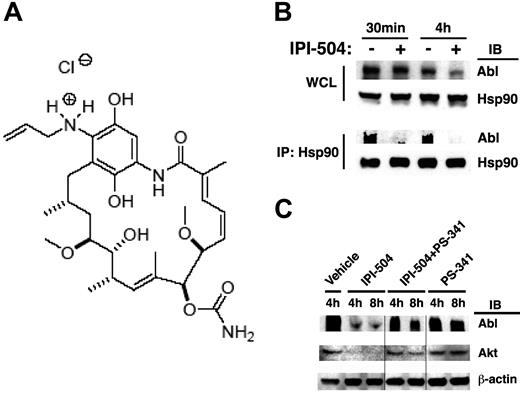 Figure 1. Inhibition of Hsp90 by IPI-504 causes BCR-ABL protein degradation. (A) Structure of IPI-504. (B) IPI-504–induced disassociation of BCR-ABL and Hsp90, and subsequent degradation of BCR-ABL protein. BCR-ABL-T315I–expressing 32D cells were treated with IPI-504 (2 μM) for 30 minutes and 4 hours, respectively. Protein lysates were analyzed by Western blotting using antibodies indicated. WCL indicates whole cell lysate; IP, immunoprecipitation; and IB, immunoblotting. (C) The proteasome inhibitor PS-341 restored IPI-504–mediated depletion of BCR-ABL protein. BCR-ABL-T315I–expressing 32D cells were treated with IPI-504 (2 μM) alone or IPI-504 plus PS-341 (100 nM) for 4 or 8 hours, respectively. Protein lysates were analyzed by Western blotting using antibodies indicated. The well-described Hsp90 client, Akt, was evaluated as a positive control. Note that the cells were pretreated with PS-341 for 30 minutes prior to the cotreatment with IPI-504 and PS-341. The black lines indicate that the lanes that were not adjacent on the same original Western blotting gel were brought together to generate this figure.