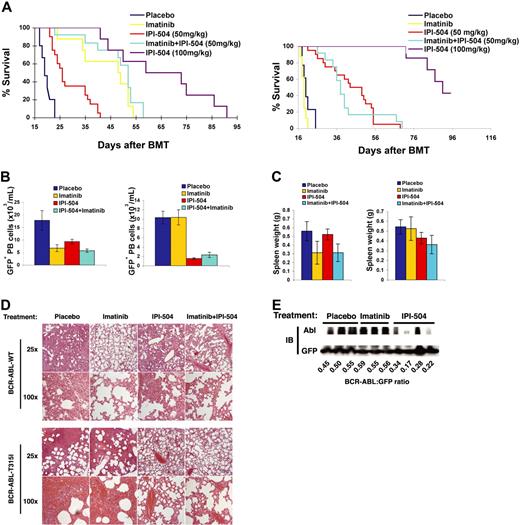 Figure 2. Hsp90 is a therapeutic target for CML induced by either BCR-ABL-WT or BCR-ABL-T315I. (A) Treatment with the Hsp90 inhibitor IPI-504 prolonged survival of CML mice. Mice with BCR-ABL-WT (left panel)– or BCR-ABL-T315I (right panel)–induced CML were treated with placebo (n = 15 for BCR-ABL-WT; n = 13 for BCR-ABL-T315I), imatinib (100 mg/kg, twice a day by gavage) (n = 8 for both BCR-ABL-WT and -T315I), IPI-504 (50 mg/kg, once every 2 days by gavage) (n = 20 for both BCR-ABL-WT and BCR-ABL-T315I), IPI-504 (100 mg/kg, once every 2 days by gavage) (n = 8 for both BCR-ABL-WT; n = 7 for BCR-ABL-T315I), and imatinib + IPI-504 (n = 12 for both BCR-ABL-WT and -T315I), respectively, beginning at day 8 after transplantation. The IPI-504–treated mice with BCR-ABL-T315I–induced CML lived longer than those with BCR-ABL-WT–induced CML (comparing between left and right panels). (B) Flow cytometric evaluation of the leukemic process in IPI-504– or imatinib-treated CML mice. The number of circulating leukemic cells (calculated as percentage of Gr-1+ GFP+ cells × white blood cell count) in mice with BCR-ABL-WT (left panel)– or BCR-ABL-T315I (right panel)–induced CML treated with placebo, imatinib, IPI-504, or the combination of imatinib and IPI-504 was determined on day 14 after transplantation. (C) Spleen weights of CML mice treated with placebo, imatinib, IPI-504, and combination of imatinib and IPI-504. (Left panel) BCR-ABL-WT. (Right panel) BCR-ABL-T315I. (D) Photomicrographs of hematoxylin and eosin–stained lung sections from drug-treated mice at day 14 after transplantation. (E) Western blot analysis of spleen-cell lysates for degradation of BCR-ABL in IPI-504–treated CML mice. IB indicates immunoblot.
