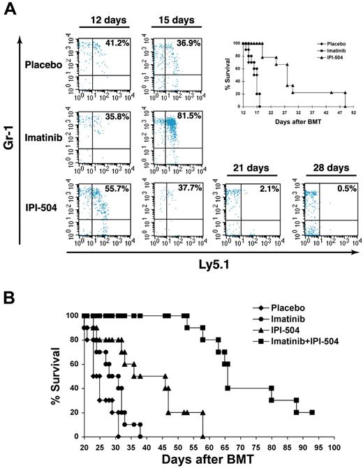 Figure 6. Inhibition of Hsp90 by IPI-504 preferentially reduces growth of myeloid leukemic cells harboring the BCR-ABL-T315I mutant. (A) Bone marrow cells from C57BL/6-Ly5.2 mice were transduced by BCR-ABL-WT, and bone marrow cells from C57BL/6-Ly5.1 mice were transduced by BCR-ABL-T315I. The transduced cells were 1:1 mixed, and 0.5 × 106 mixed cells were injected into each recipient mouse (C57BL/6-Ly5.2). The mice were treated with a placebo (n = 10), imatinib (100 mg/kg, twice a day) (n = 10), and IPI-504 (50 mg/kg, once every 2 days) (n = 10), respectively, beginning at 8 days after BMT. At days 12 and 15 after BMT, GFP+ cells viable cells in peripheral blood of the mice were analyzed for Gr-1+Ly5.1+ cells that represented BCR-ABL-T315I–expressing myeloid cells. Gr-1+Ly5.1− cells represented BCR-ABL-WT–expressing myeloid cells. Percentages of BCR-ABL-T315I–expressing myeloid cells in peripheral blood of IPI-504–treated CML mice were further analyzed at days 21 and 28 after BMT. The FACS results for one representative mouse from each treatment group were shown. IPI-504 but not imatinib significantly prolonged survival of the CML mice. (B) Simultaneous inhibition of Hsp90 and BCR-ABL kinase activity with IPI-504 and imatinib significantly prolongs survival of CML mice carrying both T315-expressing and WT-BCR-ABL leukemia cells. BALB/c mice were used to induce CML, and each treatment group had 10 mice.