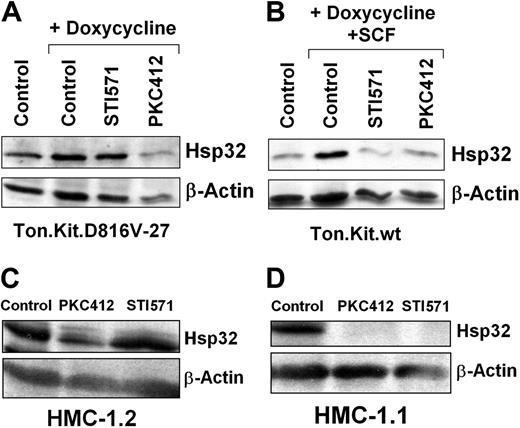 Figure 3. Effects of PKC412 and imatinib on expression of Hsp32 in neoplastic cells. (A) Ton.Kit.D816V-27 cells were starved from IL-3 and kept in control medium or were induced to express KIT D816V by exposure to doxycycline (1 μg/mL) in the presence or absence of PKC412 (1 μM) or STI571 (1 μM) at 37°C for 16 hours. Then, cells were harvested and subjected to Western blotting using antibodies against Hsp32 or β-actin (loading control). (B) Ton.Kit.wt cells were starved (control) or were induced to express wt KIT by exposure to doxycycline. To activate wt KIT, cells were exposed to SCF (100 ng/mL). Then, cells were kept in control medium, PKC412 (1 μM), or STI571 (1 μM) at 37°C for 18 hours, and then subjected to Western blotting using antibodies against murine Hsp32 or β-actin. (C-D) HMC-1.2 cells (C) and HMC-1.1 cells (D) were incubated in control medium, PKC412 (1 μM), or STI571 (1 μM) at 37°C for 24 hours. After exposure to drugs, cells were harvested, and Western blots were performed using antibodies against Hsp32 or β-actin.