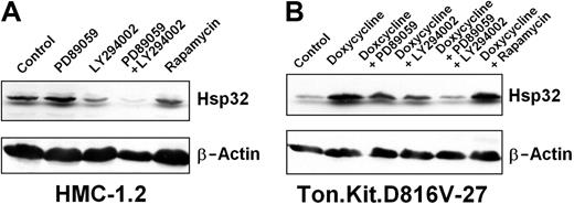 Figure 4. Effects of signal transduction inhibitors on expression of Hsp32 in neoplastic cells. (A) HMC-1.2 cells were cultured in control-medium, the MEK inhibitor PD89059 (50 μM), the PI3-kinase inhibitor LY294002 (20 μM), a combination of PD89059 (50 μM) and LY294002 (20 μM), or the mTOR inhibitor rapamycin (20 nM) at 37°C for 24 hours. Then, cells were subjected to Western blot analysis using antibodies against Hsp32 or β-actin. (A) Ton.Kit.D816V-27 cells were starved (control) or were induced to express KIT D816V by exposure to doxycycline. KIT D816V-expressing cells were kept in control medium, PD89059 (50 μM), LY294002 (20 μM), a combination of PD89059 (50 μM) and LY294002 (20 μM), or rapamycin (20 nM) at 37°C for 18 hours. Then, cells were harvested and subjected to Western blotting using antibodies against Hsp32 or β-actin (loading control).