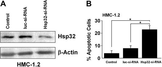 Figure 6. Effect of siRNA induced down-regulation of Hsp32 in HMC-1.2 cells. (A) HMC-1.2 cells were transfected with a control siRNA (luc-siRNA) or a Hsp32-specific siRNA (Hsp32-siRNA) using lipofectin as described. Then, cells were examined for expression of the Hsp32 protein by Western blotting using antibodies against Hsp32 and β-actin (loading control). Results from nontransfected control HMC-1.2 cells (control) are also shown. As assessed by densitometry, transfection with Hsp32-siRNA resulted in a decrease in expression of the Hsp32 protein to 35% compared with untransfected cells, whereas no decrease was found in case of the Luc siRNA (165%). (B) Nontransfected HMC-1.2 cells and HMC-1.2 cells transfected with control siRNA (luc-siRNA) or an Hsp32-specific siRNA (Hsp32-siRNA) were examined for the percentage of apoptotic cells by light microscopy. Results represent the mean (± SD) of 3 independent experiments. *P < .05.