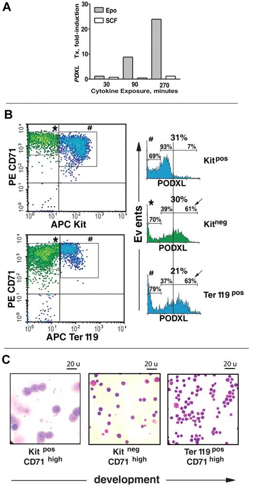 Figure 2. Epo-specific PODXL induction in developmentally staged marrow erythroblasts. (A) In MACS-purified Kit+CD71high erythroblasts, time courses of EPO and SCF induction of PODXL expression (after cytokine withdrawal) were assessed by quantitative RT-PCR. (B) In SP34-EX expansion cultures, cell-surface PODXL expression among Kit+CD71high, Kit−CD71high, and Kit−CD71highTer119+ erythroblasts was analyzed by flow cytometry. Frequencies of PODXL+ cells are indicated for bisected PODXLlow and PODXLhigh subpopulations. (C) For the above stages of maturing erythroblasts, cytospin morphologies for MACS and/or FACS-purified populations also are shown. (Images were seen with a Zeiss (Oberkochen, Germany) model Axioskop 2 microscope with a 100 ×/1.3 oil lens, Immersol 518 (Zeiss) imaging solution, and Volu-sol (Volu-Sol Inc.) dip stain solution. Images were photographed with a Spotflex (Diagnostic Instruments Inc., Sterling Heights, MI) model 15.2 camera and processed with Spot advance (Diagnostic Instruments Inc.) version 4.6 and Photoshop (Adobe, San Jose, CA) version CS2 software.