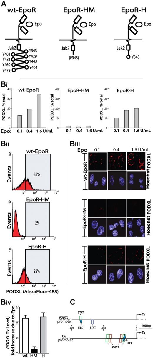 Figure 3. Epo-induced PODXL expression depends on EpoR/PY343/Stat5 signaling. (A) wt-EpoR and minimal knocked-in EpoR-HM and EpoR-H alleles are diagrammed. (B) EpoR-HM fails to support efficient Epo-induced PODXL expression; Kit+CD71high erythroblasts from wild-type, EpoR-HM, and EpoR-H marrow were expanded. At day 2.5, expansion cultures were shifted to SP34-EX medium lacking SCF and containing Epo at 0.1, 0.4, and 1.6 U/mL. At day 3.5, lin+-depleted cultures were analyzed for PODXL expression by flow cytometry (i-ii) and confocal microscopy (iii) (Images were seen with a Leica model TCS-SP confocal microscope with a 63 ×/1.32-0.6 oil lens, Vectashield (Vector, Burlingame, CA) imaging solution, and Streptavidin, Alexafluor 647, and Hoexchst 35480 (Molecular Probes, Carlsbad, CA) stains. Images were acquired using Leica TCS-NT version 1.6 and Photoshop (Adobe) version CS2 software.). Also graphed for wt-EpoR, EpoR-HM, and EpoR-H erythroblasts is the fold-induction of PODXL due to Epo (1.6 U/mL; iv). (C) In silico analyses of predicted STAT elements and STAT/ETS modules in murine PODXL and Cis1 promoters. The occurrences of consensus elements were predicted using Genomatix ChipInspector software.