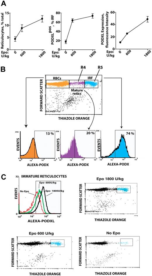 Figure 4. In vivo Epo dose–dependent expression of PODXL by immature reticulocytes. (A) Epo dose–dependent increases in reticulocytes, PODXL+ immature reticulocytes, and PODXL expression levels in wild-type mice. At day 3 after Epo injection (0, 600, 1800 U/kg), increases in peripheral blood reticulocytes and in PODXL+ immature reticulocytes (immature reticulocyte fraction; IRF) were assayed by flow cytometry (left and center panels). Average PODXL expression levels within the IRF also were assayed based on fluorescence intensity (right panel). (B) PODXL staining intensities specifically within the IRF compartment and among stage mature R4 and immature R5 reticulocytes are illustrated. Here, wild-type mice were injected with Epo (1200 U/kg). For peripheral blood sampled at day 3, frequencies of PODXL+ cells within reticulocyte compartments were then determined. (C) Epo dose–dependent increases in PODXL+ expression levels (cell surface densities) by R5-stage reticulocytes also are illustrated.