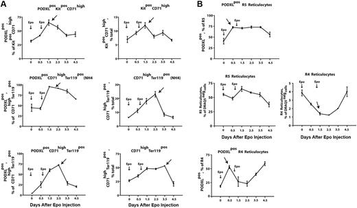 Figure 5. Epo rapidly induces the formation of PODXL+ (pro)erythroblasts and reticulocytes within bone marrow. (A) Epo induction of the sequential formation of PODXL+ bone marrow Kit+CD71high and CD71highTer119+ erythroblasts. Wild-type mice were injected with Epo (1500 U/kg) at 1 and 24 hours. At days 0.5, 1.5, 2.5, 3.5, and 4.5, levels of marrow resident PODXL+Kit+CD71high (pro)erythroblasts, NH4CI-resistant PODXL+CD71highTer119+ erythroblasts, and PODXL+CD71highTer119+ erythroblasts were determined (left panels). For these populations, note the sequential waves of Epo-induced PODXL+ erythroblast formation (arrows). Total levels of these erythroblast cohorts also were determined (right panels). (B) Epo-induced formation of marrow-resident R5- and R4-PODXL+ reticulocytes (top panels). For R4 reticulocytes, also note the rapid Epo-induced decrease of this cohort within marrow (arrow, bottom right panel).