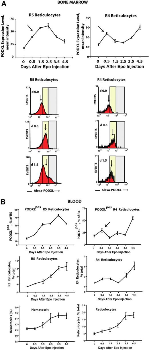 Figure 6. Epo rapidly increases cell-surface densities of PODXL expression in R5 and R4 bone marrow reticulocytes. (A) In Epo-injected wild-type mice, cell-surface levels (ie, densities) of PODXL expression were assayed among bone marrow–resident R5 and R4 reticulocytes. Values (relative fluorescent intensities) are means (± SE) for n = 3 independent mice. Arrows indicate up-modulation of PODXL expression by Epo within 0.5-1.5 days. Bottom panels illustrate representative flow cytometry profiles at days 0, 0.5, and 1.5. (B) R5 and R4 reticulocytes in peripheral blood also were assayed in Epo-treated mice, including total and PODXL+ reticulocytes populations. For R4 reticulocytes, note the rapid pulse of PODXL positivity at day 0.5 (top right panel, arrow). Error bars represent SEM for n = 3 mice.