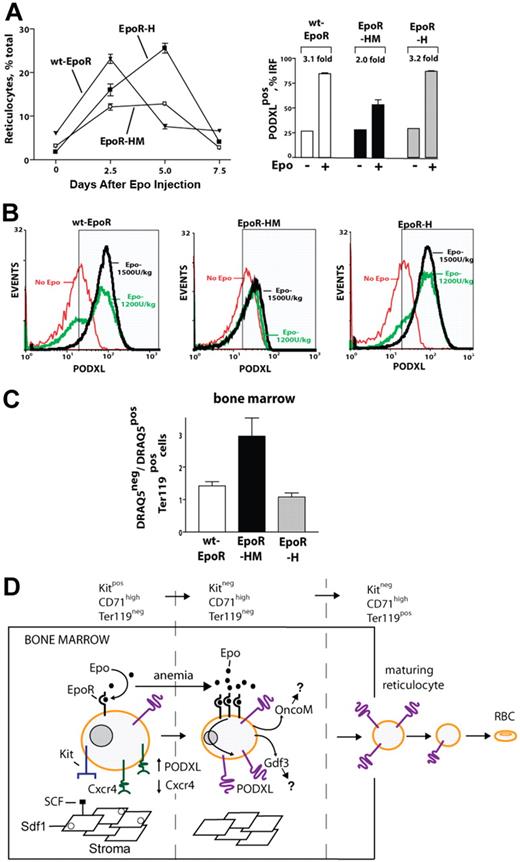 Figure 7. Deficient EpoR-HM reticulocyte production in response to Epo, and abnormal representation of anucleated red cells in EpoR-HM marrow. (A) For wt-EpoR, EpoR-HM, and EpoR-H mice, time courses of Epo induced in vivo reticulocyte production are graphed (left panel; means ± SE, n = 5 per group, 1200 U/kg). Frequencies of PODXL+ immature reticulocytes (IRF; day 3 after Epo) also are illustrated (right panel). (B) Wild-type (wt-EpoR), EpoR-HM, and EpoR-H mice were treated with Epo at 0, 1200, and 1800 U/kg. At day 3.5, levels of PODXL expression among immature reticulocytes were determined. (C) In bone marrow of wt-EpoR, EpoR-HM, and EpoR-H mice (at day 3 after Epo injection, 1500 U/kg), relative frequencies (ratios) of anucleated versus nucleated Ter119+ cells were determined based on DRAQ5 staining of Ter119+ cells. Error bars indicate the standard error from the mean value for n = 5 mice examined per group. (D) Model for Epo regulation of erythroid progenitor cell adhesion and migration within a proposed stromal niche. Epo's actions on Kit+CD71high proerythroblasts are depicted to involve an Epo dose–dependent repression of Cxcr4 expression and an induction of PODXL. This Epo response is sustained as progenitors advance to a Kit−CD71high erythroblast stage and exit a proposed stromal niche. Epo-dependent PODXL expression further persists among immature reticulocytes and is hypothesized to enhance their release to blood.