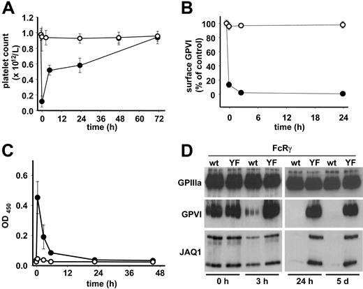 Figure 2. Signaling through the FcRγ-ITAM is essential for all JAQ1-induced effects. Wild-type (•) or FcRγ-YF (○) mice received 20 μg biotinylated JAQ1 intravenously and (A) platelet counts were determined. (B) Surface-bound JAQ1biotin was detected by flow cytometric measurement of streptavidinFITC binding and is given as percentage of maximal binding determined in vitro. (C) Detection of sGPVI/JAQ1biotin complex in plasma at the indicated time points after antibody injection. (A-C) Results are expressed as the mean platelet count ± SD for groups of 6 mice each. (D) Western blot analysis of platelets at the indicated time points. The results are representative of 3 individual experiments.