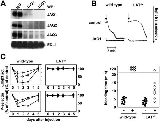 Figure 4. LAT−/− mice are protected from JAQ1-induced bleeding. (A) LAT−/− mice received 100 μg JAQ1 or JAQ3 intraperitoneally, and platelets were isolated on day 5 and tested in Western blot analysis for the presence of GPIIIa (EDL1) or GPVI (JAQ1, JAQ2, JAQ3). (B) Wild-type or LAT−/− mice received vehicle or 20 μg JAQ1 intravenously and platelets were isolated on day 5 followed by aggregometric analysis of convulxin (cvx)–induced aggregation. The arrows indicated the addition of the agonist (5 μg/mL). The results are representative of 6 individual experiments. (C) JAQ1 does not alter thrombin responses in LAT−/− mice. Washed platelets were prepared at the indicated time points after JAQ1 treatment and stimulated with 0.1 (▾), 0.01 (○), or 0.001 (•) U/mL thrombin. Activation of integrin αIIbβ3 and surface expression of P-selectin were determined by flow cytometry and are given as percentage ± SD of the values obtained with untreated controls (n = 6 per group). Platelets were gated by FSC/SSC characteristics and FL-4 positivity (anti–GPIbα-Cy5). (D) Tail bleeding times in wild-type and LAT−/− mice 24 hours after treatment with vehicle or 20 μg JAQ1.