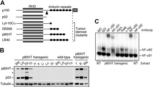 Figure 1. Characterization of p80HT transgenic mice. (A) Schematic diagram of NF-κB2 p100, p52, and representative tumor-derived mutants. The arrow indicates the cleavage site in p100 that gives rise to p52. RHD, Rel-homology domain; DD, death domain. (B) Immunoblot analysis of tissue-specific expression of p80HT and p52 using an antibody against the N-terminal region of human NF-κB2. The star indicates a degraded p80HT product. Levels of α-tubulin are shown as loading control. BM, bone marrow; LN, lymph node; Sp, spleen; Th, thymus; H, heart; K, kidney; Li, liver; Lu, lung; St, stomach; T, splenic T cells; B, splenic B cells. (C) Electrophoretic mobility shift assay for κB-binding activity in nuclear extracts of splenic lymphocytes from p80HT transgenic (Tg) and wild-type (WT) mice. Two κB-binding complexes containing either NF-κB2 or NF-κB1 are indicated based on antibody-mediated supershift. The NF-κB2 complex was disrupted by anti-RelA and, to a lesser degree, by anti-c-Rel. Preimmune rabbit IgG was used as control.