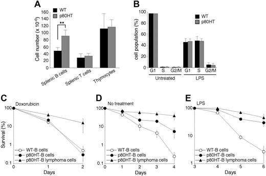 Figure 4. B lymphocytes and lymphoma cells from p80HT transgenic mice are resistant to certain apoptotic stimuli. (A) The numbers of total lymphocytes in the indicated lymphoid organs. Lymphocytes were stained with fluorescence-conjugated antibodies against B220, Thy-1.2, CD4, and CD8 and analyzed by flow cytometry. (B) Cell cycle analysis of splenic B cells that were either untreated or treated for 48 hours with lipopolysaccharide (20 μg/mL). Percentages of cells in each phase of the cell cycle are shown. (C-E) In vitro survival and apoptosis assays of splenic B cells and B lymphoma cells. Cells were either untreated (D) or treated with 0.5 μg/mL of doxorubicin (C) or with 20 μg/mL of lipopolysaccharide (E). Viability was determined by trypan blue dye exclusion assay. Data in panels A-E represent means (± standard deviation) of cells from 5 mice of each genotype or from 5 B lymphomas samples. **Two-tailed Student t test, P < .01.