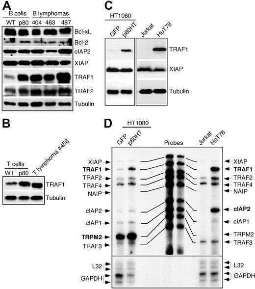 Figure 5. p80HT up-regulates TRAF1 expression. (A) Immunoblot analysis of the expression of indicated antiapoptotic genes in splenic B cells from wild-type (WT) and p80HT mice and in representative B lymphoma samples. Levels of α-tubulin are shown as loading control. (B) Immunoblot analysis of TRAF1 expression in splenic T cells from wild-type (WT) and p80HT mice and in one T lymphoma sample. Levels of α-tubulin are shown as loading control. (C) Immunoblot analysis of TRAF1 and XIAP expression in the human fibrosarcoma HT1080 cells infected with GFP- or p80HT-expressing retroviruses, the T-cell leukemia cell line Jurkat, and the T-cell lymphoma cell line HUT78 that harbors a mutated NF-κB2 allele encoding p80HT. Levels of α-tubulin are shown as loading control. (D) Ribonuclease protection assay for mRNA levels of the indicated antiapoptotic genes in the same human cell lines. The mRNA levels for the housekeeping genes L32 and GAPDH are shown as loading control.