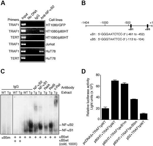 Figure 6. The TRAF1 gene is a direct transcriptional target of p80HT. (A) Chromatin immunoprecipitation assay for binding of p80HT to the human TRAF1 promoter in vivo. Chromatin isolated from the indicated human cell lines was immunoprecipitated either with normal rabbit serum (IgG) or with anti-NF-κB2 serum and then amplified with human TRAF1 or telomerase reverse transcriptase promoter-specific primers. Input control indicates amplified total DNA. (B) Schematic representation of the human TRAF1 promoter structure with sequences of the κB1 and κB5 sites. (C) Electrophoretic mobility shift assay for TRAF1 κB5-binding activity in nuclear extracts of splenic lymphocytes from p80HT and wild-type (WT) mice. Two κB-binding complexes containing either NF-κB2 or NF-κB1 are indicated based on antibody-mediated supershift. The NF-κB2 complex was supershifted by anti-c-Rel or partially disrupted by anti-RelA. Preimmune rabbit IgG was used as control. (D) Reporter assays for luciferase expression under the control of wild-type, κB1-, or κB5-mutant TRAF1 promoter in HT1080 cells. Luciferase values were normalized to β-galactosidase activity to account for differences in the transfection efficiency. Bars represent means (± standard deviation) from 3 independent assays.