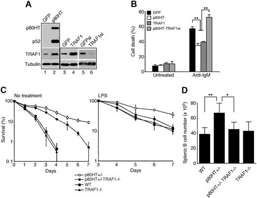 Figure 7. TRAF1 is essential for the antiapoptotic activity of p80HT. (A) Immunoblot analysis of p80HT, p52, and TRAF1 expression in WEHI-231 B lymphoma cells infected with retroviruses expressing GFP, p80HT, TRAF1, GFP siRNA (GFPsi), or TRAF1 siRNA (TRAF1si). Levels of α-tubulin are shown as loading control. (B) Anti-IgM-induced apoptosis in WEHI-231 cells overexpressing GFP, p80HT, TRAF1, or p80HT and TRAF1 siRNA (p80HT-TRAF1si), as analyzed by annexin-V staining and trypan blue dye exclusion assay. (C) In vitro survival assays of splenic B cells from the mice of indicated genotypes. Cells were either untreated or treated with 20 μg/mL of lipopolysaccharide. Viability was determined by trypan blue dye exclusion assay. (D) The numbers of total splenic B cells from the mice of indicated genotypes. Splenic lymphocytes were stained with fluorescein-conjugated anti-B220 and analyzed by flow cytometry. Data in panels B-D represent means (± standard deviation) from at least 3 independent experiments or from 3 to 5 mice of each genotype. Statistical analysis was performed using the 2-tailed Student t test; *P < .05; **P < .01.