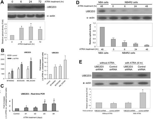 Figure 3. UBE2D3 expression is up-regulated in ATRA-treated NB4 cells. (A) NB4 cells were cultured in the presence of 0.5 μM ATRA for the indicated time. Protein extracts were resolved on sodium dodecyl sulfate-polyacrylamide gel electrophoresis (SDS-PAGE). UBE2D3 and actin were detected by Western blotting analysis. The relative amounts of UBE2D3 were quantified using NIH ImageJ software (http://rsb.info.nih.gov/ij/). The UBE2D3 signals were normalized to the amount of actin in each sample. All samples were compared with the signal detected in untreated (time point 0) NB4 cells. Data presented are the means (± SD) of 3 independent experiments. (B) ATRA-induced up-regulation of UBE2D3 mRNA expression identified by RNA microarray. The mRNA was prepared from untreated or ATRA-treated (1 μM for 4 days) NB4 cells. Both absolute values (left) and fold increases (right) were presented. The IDs of each oligomeric probe are indicated. All probes showed a significant ATRA-induced augmentation of UBE2D3 mRNA level. Data presented are the means (± SD) of 3 independent experiments. (C) ATRA-induced up-regulation of UBE2D3 mRNA expression identified by real-time quantitative PCR. NB4 cells were cultured in the presence of 1 μM of ATRA for the indicated number of days. The 2-step quantitative reverse transcription-polymerase chain reactions (RT-PCRs) were conducted using purified total RNA as described in Document S1. The expression of alpha tubulin (k-alpha-1) was used as internal control gene. Shown are fold increases over untreated cells. Data presented are the means (± SD) of 3 independent experiments. *P < .01 versus control. (D) ATRA-induced UBE2D3 up-regulation could not be detected in the ATRA-resistant NB4-R2 cells. ATRA treatment and quantification of UBE2D3 protein level were conducted exactly as described in panel A. (E) UBE2D3 shRNA completely abolished ATRA-induced up-regulation of UBE2D3 in NB4 cells. Control shRNA and UBE2D3 shRNA-infected NB4 cells were incubated with or without 0.5 μM ATRA for 6 hours. The GFP-positive shRNA-expressing cells were sorted on a MoFlo High-Performance cell sorter (Dako, Carpinteria, CA). Protein extracts were resolved on SDS-PAGE and the amounts of UBE2D3 protein were measured as described in panel A. Data presented are the means (± SD) of 3 independent experiments. *P < .001