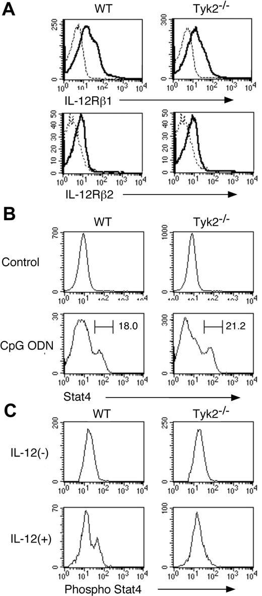 Figure 2. IL-12–induced phosphorylation of Stat4 is impaired in Tyk2−/− DCs. (A) Isolated CD11c+ DCs from WT splenocytes or Tyk2−/− splenocytes were analyzed for the expression of IL-12Rβ1 and IL-12Rβ2 by FACS. Representative histograms are shown (n = 3). Dashed lines indicate the staining with isotype-matched control antibodies. (B) Isolated CD11c+ DCs from WT splenocytes or Tyk2−/− splenocytes were cultured with CpG ODN (10 μg/mL) for 3 days. Intracellular staining for Stat4 was performed and analyzed by FACS. As controls, freshly isolated CD11c+ DCs from WT splenocytes or Tyk2−/− splenocytes were stained for Stat4. Representative histograms of anti-Stat4 staining gated on CD11c+ cells are shown (n = 4). (C) Isolated CD11c+ DCs from WT splenocytes or Tyk2−/− splenocytes were cultured with CpG ODN for 3 days. After cells were washed and rested in fresh medium for 12 hours, cells were stimulated with IL-12 (20 ng/mL) for 20 minutes and intracellular staining for the phosphorylated form of Stat4 was performed and analyzed by FACS. Representative histograms of anti–phospho-Stat4 staining gated on CD11c+ cells are shown (n = 4).