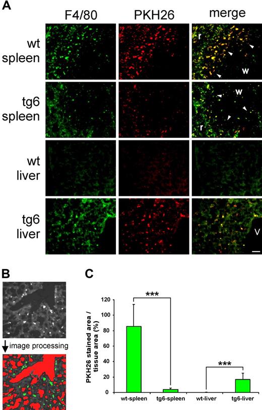 Figure 3. In vivo tracking of erythrocytes. (A) Macrophages were visualized by F4/80 staining and incorporated erythrocytes, by prior PKH26 labeling. Compared with the wt organ, F4/80 and PKH26 staining is decreased in the tg6 spleen. The most intense phagocytosis of erythrocytes was found in the marginal zone (arrowheads) between white (w) and red (r) pulp. In contrast, F4/80 as well as PKH26 staining was dramatically increased in the tg6 liver (same magnification of all images; bar represents 50 μm; v indicates central vein). (B) Illustration of the quantification procedure of the PKH26 fluorescent area using image analysis. Tissue area was defined as the total image area minus the cross-sectional area of all vessels (higher optical density compared with the tissue, marked red after image processing). The PKH26-stained area is evident from a much lower optical density compared with the tissue (marked green after image processing). (C) Compared with wt, the PKH26-positive area per tissue area was about 22 times smaller in the transgenic spleen but approximately 150 times larger in the liver of tg6 mice. Means (± SD) of 10 analyzed images of liver and spleen each of 4 animals of each line; ***P < .001.