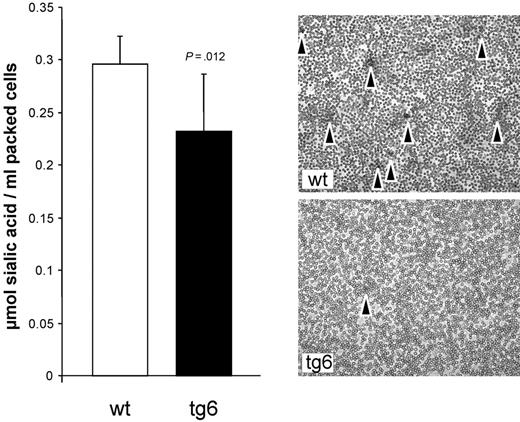 Figure 6. Erythrocyte surface sialic acids. Compared with wt, surface sialic acids were about 22% reduced in tg6 erythrocytes (left) despite the fact that the population of the transgenic erythrocytes is younger. The polybrene agglutination test (right) confirmed these quantitative measurements. Many red cell clusters (arrowheads) could be observed with wt erythrocytes, whereas hardly any could be detected with tg6 erythrocytes. Original magnification 200 ×; means (± SD) of 4 independent experiments each.