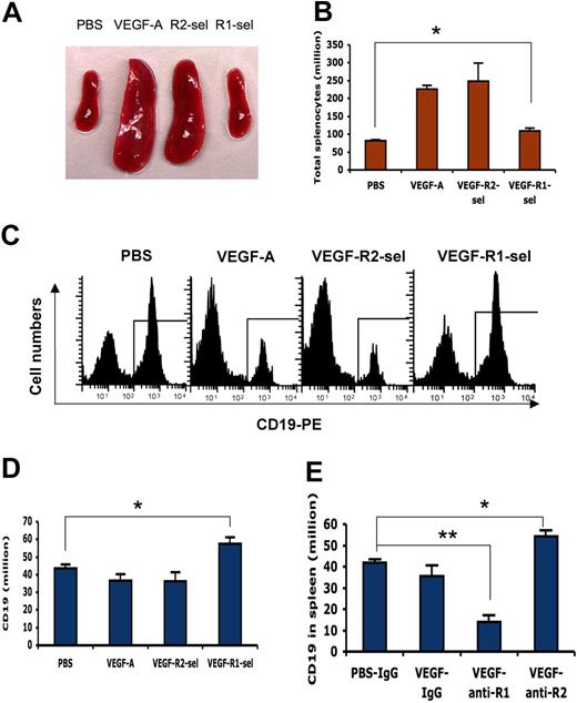 Figure 2. VEGF increases splenic B cells via VEGFR-1 and VEGFR-2 has opposite effect. The 8- to 10-week-old Balb/c mice were given PBS or VEGF receptor agonists for 28 days as described in Figure 1. (A) The representative spleens from PBS, VEGF-A, VEGFR2-sel, and VEGFR1-sel mice (from left to right). (B) The total splenocytes of spleens from the pump mice. (C) The splenocytes were analyzed for expression of CD19. The representative FACS histograms were shown. (D) Total number of B cells (CD19+) in spleens. (E) Balb/c mice were given PBS treated with rat IgG, or rhVEGF-treated rat IgG, anti-R1, or anti-R2 as described in Figure 1C. Total number of B cells (CD19+) in spleens is shown. The data (mean ± SEM, n ≥ 5) repeat 2 times. All of the other data (mean ± SEM, n ≥ 3) repeat 3 times. *P < .05; **P < .01.