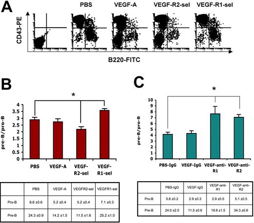 Figure 3. VEGF promotes bone marrow B-cell development via VEGFR-1 and VEGFR-2 has the opposite effect. (A) Flow cytometric analysis of bone marrow cells expressed CD43 and B220. The representative FACS plots were shown. The first plot is the isotype control. (B) The proportion of pre-B/pro-B (left) and the percentage of B-cell subsets (right) in total bone marrow cells: pro-B cells (CD43+B220+) and pre-B cells (CD43−B220+). The data (mean ± SEM, n ≥ 3) repeat 3 times. (C) Balb/c mice were given PBS treated with rat IgG, or rhVEGF-treated rat IgG, anti-R1 or anti-R2 as described in Figure 1C. The proportion of pre-B/pro-B (left) and the percentage of B-cell subtypes (right) in total bone marrow are shown. The data (mean ± SEM, n ≥ 5) repeat 2 times. *P < .05; **P < .01.