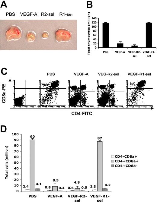 Figure 5. VEGF inhibits thymic T-cell development via VEGFR-2. (A) The representative thymuses from PBS, VEGF-A, VEGFR2-sel, and VEGFR1-sel mice (from left to right). (B) The total thymocytes. (C) Flow cytometric analysis of thymocytes expressed CD4 and CD8a in CD3elow/− cells. The representative FACS plots were shown. The first plot is the isotype control. (D) The total numbers of T-cell subtypes in thymus. All of the data (mean ± SEM, n ≥ 3) repeat 3 times. *P < .05; **P < .01.