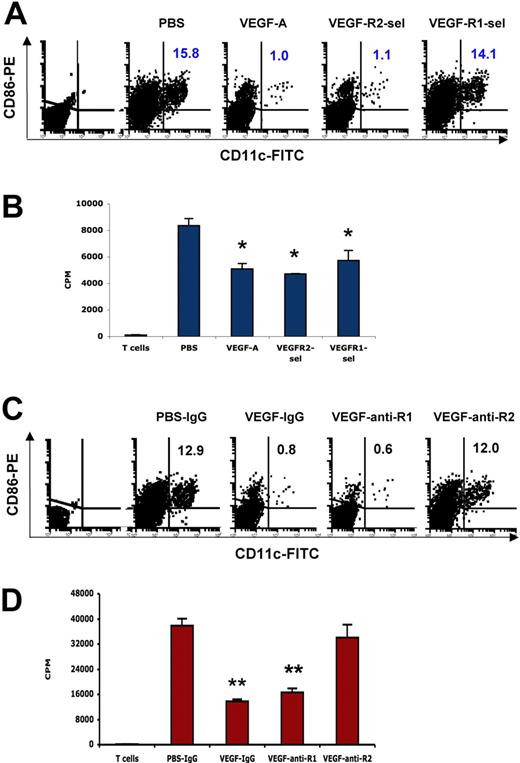 Figure 6. VEGF inhibits the ability of DCs to stimulate allogeneic T-cell proliferation via both of VEGFR-1 and VEGFR-2, and blockade of VEGFR-2 is sufficient to restore DC function. The 8- to 10-week-old Balb/c mice were given PBS or VEGF receptor agonists for 28 days as described in Figure 1. (A) Expression of CD11c and CD86 in CD3e−B220− splenocytes was analyzed by FACS. The representative FACS plots were shown. The numbers represent the means of the percentage of indicated cell fractions. The first plot is the isotype control. (B) The ability of DCs to stimulate allogeneic T-cell proliferation. DCs were isolated from splenocytes with CD11c Microbeads. DCs (105) were incubated with 4 × 105 T cells (C57BL/6) for 4 days and 3H-thymidine uptake was analyzed in triplicate. (C) Balb/c mice were given PBS treated with rat IgG, or rhVEGF-treated rat IgG, anti-R1, or anti-R2 as described in Figure 1C. Expression of CD11c and CD86 in CD3e−B220− splenocytes was analyzed by FACS. The representative FACS plots were shown. The numbers represent the means of the percentage of indicated cell fractions. The first plot is the isotype control. (D) The ability of DCs to stimulate allogeneic T-cell proliferation. DCs were isolated from splenocytes with CD11c Microbeads. DCs (105) were incubated with 4 × 105 T cells (C57BL/6) for 4 days and 3H-thymidine uptake was analyzed in triplicate. The data (mean ± SEM, n = 3) repeat 2 times.