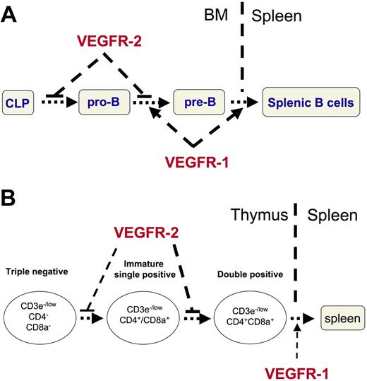 Figure 7. A model for the opposite effects of VEGFR-1 and VEGFR-2 on lymphoid cell development. (A) VEGF suppresses the progression from common lymphoid progenitors (CLP) to pro-B cells and from pro-B to pre-B cells via VEGFR-2; whereas VEGF promotes the progression from pro-B to pre-B cells, and the exit from bone marrow to spleen via VEGFR-1. (B) VEGF suppresses the progression from triple-negative to double-positive, especially from intermediate single-positive to double-positive thymocytes via VEGFR-2, and VEGF promotes the mobilization of related cells via VEGFR-1 (such as the exit of the mature single positive T cells from thymus to spleen).