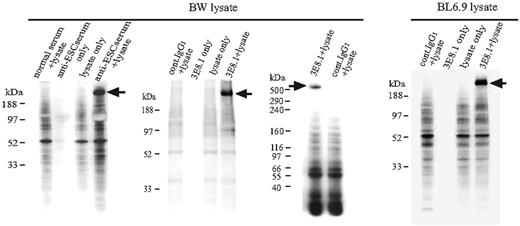 Figure 2. Identification of the ligand detected by 3E8.1 mAb and antiserum from BL6.9 immunized mice. Western blot analysis of ES cell antiserum identified a unique band (BW lysate, left). The same molecular-weight band was precipitated from both surface-biotinylated BW cell (BW lysate, middle) and BL6.9 cell lysates (right panel) with the 3E8.1 mAb. The band is approximately 520 kDa (BW lysate, right).