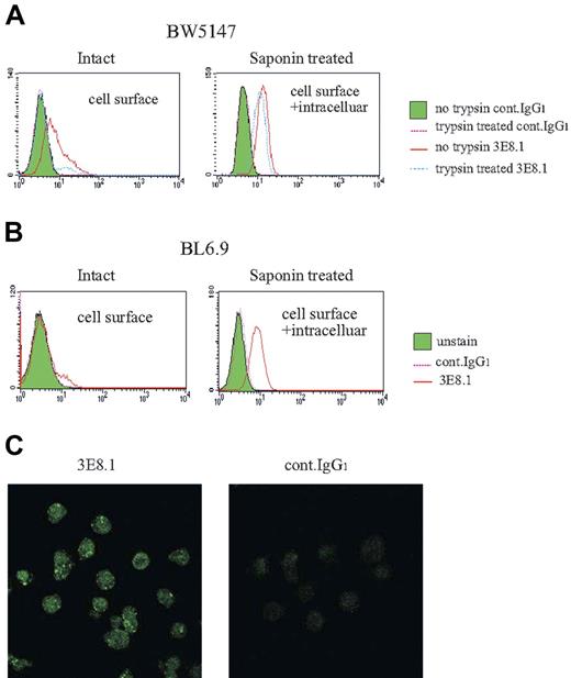 Figure 4. Bovine apoB-100 is present on the cell surface and is found intracellularly. (A) Trypsin-treated BW and (B) BL6.9 ES cells were stained by 3E8.1-FITC with or without saponin permeabilization. The staining medium contained PBS only. (C) Permeabilized BW cells were stained with 3E8.1-FITC or isotype-matched control antibodies and then stained with Alexa Fluor 488 conjugated goat antimouse IgG.