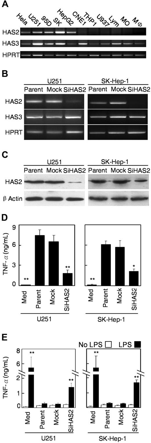 Figure 6. Silencing of HAS2 in tumor cells attenuated their ability to cause dysfunction of monocytes/Mφ. (A) Expression of HAS family in cells from different cells. The levels of mRNA for HAS2 and HAS3 were determined by reverse-transcription PCR using specific primers. The hypoxanthine guanine phosphoribosyl transferase gene (Hprt) was served as an internal control. (B) Reverse-transcription PCR analysis showing that the level of HAS2 was dramatically reduced in stably transfected pSi-HAS2-U251 and pSi-HAS2-SK-Hep-1 clones, compared with the parental and mock-transfected cells. The hypoxanthine guanine phosphoribosyl transferase gene served as an internal control. (C) Western blot analysis demonstrating that the expression of HAS2 protein was markedly reduced in both of the stably pSi-HAS2–transfected clones. The blots were stripped and reprobed with antiactin to confirm equal protein loading. (D) Silencing of HAS2 attenuated the ability of the tumor cells to activate monocytes. Monocytes were cultured with TSN from parental, mock-transfected, or pSi-HAS2-transfected cells for 18 hours, and the release of TNF-α from the monocytes was determined by enzyme-linked immunosorbent assay. (E) Monocytes were cultured with TSN from the indicated tumor cells for 7 days, and the Mφ were subsequently stimulated with 10 ng/mL LPS for 18 hours. Values represent the mean (± SE) of 4 separate experiments; P < .05 and ** P < .01 indicate significantly different from parental and mock cells.
