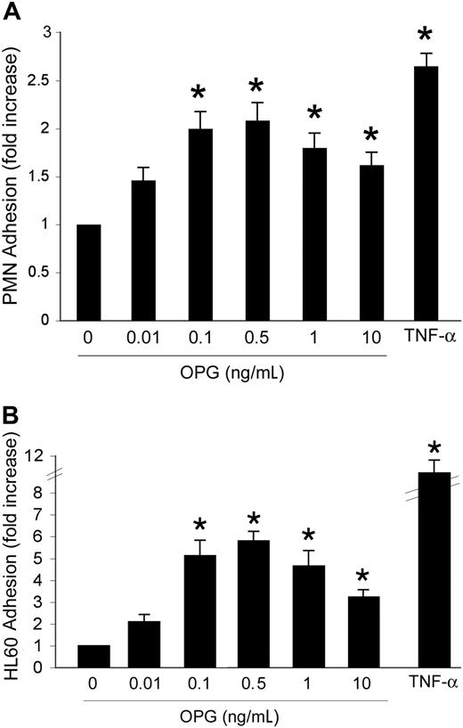 Figure 1. Dose-response effect of OPG on leukocyte adhesion. HUVEC cells were either left untreated or exposed for 16 hours to the indicated concentrations of OPG. TNF-α (0.1 ng/mL) was used as positive control. After HUVEC washing, (A) PMNs or (B) HL-60 cells were added to the endothelial monolayer, and the percentage of adherent cells was determined after a coculture of 60 minutes at 37°C. Cell adherence on HUVECs is reported as fold of increase with respect to cell adhesion in the absence of treatment. Results are expressed as mean ± SD of 7 experiments, each performed in triplicate. ∗, P > .05.