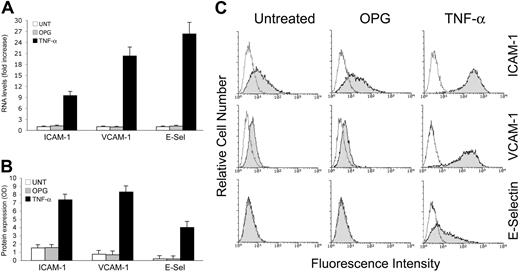 Figure 2. Lack of effect of OPG on the expression of adhesion molecules. HUVECs were exposed to OPG or TNF-α (used as positive control) for 16 hours and expression levels of adhesion molecules (ICAM-1, VCAM-1, and E-selectin) were evaluated at both (A) mRNA and (B) protein levels by ELISA and (C) flow cytometry. (A) RNA from HUVECs either left untreated or exposed to OPG or TNF-α were quantitatively analyzed by ICAM-1, VCAM-1 and E-selectin RT-PCR after normalization to the level of GAPDH mRNA. Each sample was determined in duplicate. (B) Adhesion molecules expression was determined by ELISA and data are shown as average OD ± SD of 3 independent experiments. In panel C, the control (unshadowed) histograms represent the background fluorescence obtained from the staining of the same cultures with isotype-matched control antibodies. One of 6 experiments with similar results is shown.