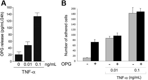 Figure 3. Endogenous OPG release by endothelial cells. (A) HUVECs were either left untreated or stimulated with the indicated concentration of TNF-α. After 24 hours, the levels of OPG released in culture supernatant were measured by ELISA. Results are expressed as means ± SD of 4 independent experiments, each performed in triplicate. (B) HUVECs were either left untreated or stimulated with OPG (0.5 ng/mL) in the presence or absence of TNF-α. After washing, leukocytes were added to endothelial monolayer, and the number of adherent leukocytes was scored. Values are mean ± SD of triplicate determinations of 3 separate experiments.