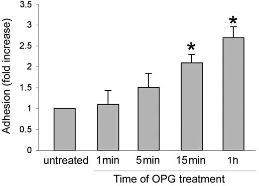 Figure 4. Effect of short-term OPG treatment on leukocyte/endothelial cell adhesion. Endothelial monolayers were exposed to PMNs in the absence or presence of recombinant OPG (0.5 ng/mL) for the indicated times before scoring the number of adherent PMNs. Cell adhesion in untreated control culture was set as unity. Values are mean ± SD of triplicate determinations of 3 separate experiments. ∗, P > .05 versus control.