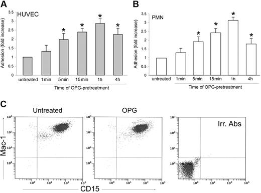 Figure 5. Effect of OPG pretreatment on leukocyte/endothelial cell adhesion and determination of Mac-1 expression in PMNs. (A) Endothelial monolayers or (B) PMNs were either left untreated or exposed to OPG (0.5 ng/mL) for the indicated times. After washing, PMNs and endothelial cells were cocultured for 1 hour, and the number of adherent PMNs was scored. Cell adhesion in untreated control culture was set as unity. Values are mean ± SD of triplicate determinations of 5 separate experiments. ∗, P > .05 versus control. (C) PMNs were either left untreated or exposed to OPG (0.5 ng/mL), and surface expression levels of Mac-1 on CD15+ cells was evaluated by double staining in flow cytometry. Irr. Abs: staining of the PMN culture with isotype-matched control antibodies. One of 3 experiments with similar results is shown.