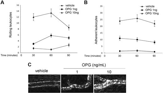 Figure 7. Effect of OPG on leukocyte trafficking in rat mesenteric postcapillary venules. Traffic of leukocytes was monitored at various time intervals after 4 hours of intraperitoneal administration of 1-10 ng/mL of OPG, and of the control vehicle. Measurements were performed on 4 to 6 different segments of unbranched venules (25- to 40-μm diameter, 200-μm length). (A) Values of rolling leukocyte flux defined as number of cells that become visible as bright spheres if they travel inside the venules more slowly than red blood cells. (B) Numbers of leukocytes stably adherent to the same site of postcapillary vascular endothelium of rat mesentery. (C) Leukocytes labeled in vivo with AO were made visible by fluorescence epi-illumination and appeared as bright spheres. One of 4 experiments with similar results is shown. Magnification, 100×.