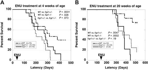 Figure 1. Survival curves of WT and Egr1-deficient mice after ENU treatment. (A) 4 weeks of age. (B) 20 weeks of age. Egr1+/− and Egr1−/− mice developed T-cell lymphomas or MPD at a significantly increased rate and frequency compared with WT littermates. **Only 1 mouse from the WT cohort treated at 20 weeks developed a malignant disease (lymphoma). Two mice from this cohort were killed due to severe dermatitis. (Note that dermatitis is a common phenotype in C57BL/6 mice, and we observed no differences in the incidence or severity of dermatitis in WT versus Egr1-deficient mice, nor in healthy mice versus mice with lymphoma or MPD.)