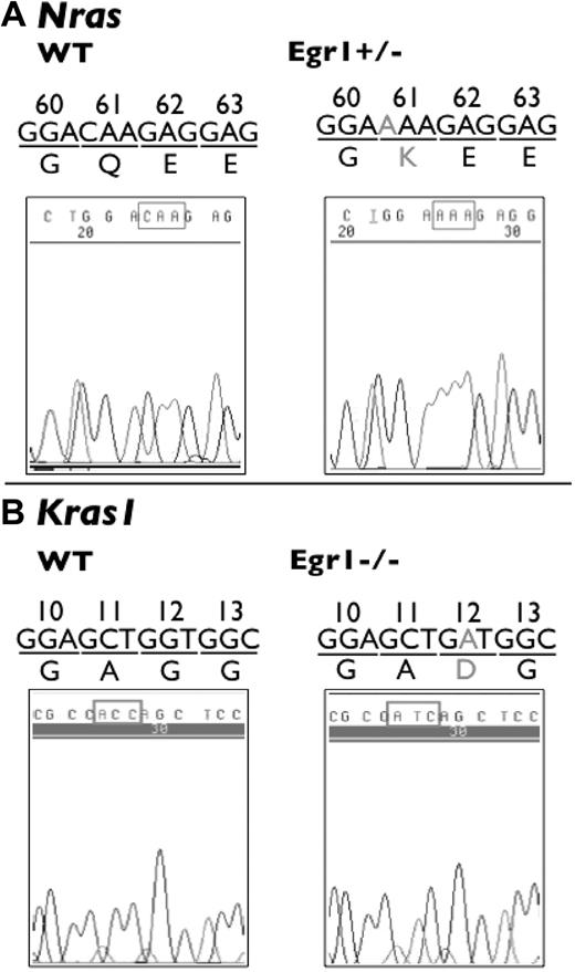 Figure 3. Mutations of Nras and Kras 1 in ENU-induced lymphomas. Mutations of Nras and Kras1 were identified in T-cell lymphomas in Egr1+/− and Egr1−/− mice. (A) SSCP analysis revealed a transversion mutation at the first base of codon 61 (CAA > AAA) of Nras in a lymphoma sample from an Egr1+/− mouse. (B) SSCP revealed a transition mutation at the second base of codon 12 (GGT > GAT) of Kras1 in a lymphoma sample from an Egr1−/− mouse. The DNA trace of Kras1 is the sequence from the reverse strand.
