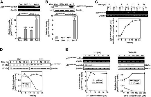 Figure 1. Iron chelation paradoxically up-regulates p21CIP1/WAF1 mRNA levels and down-regulates protein expression. MCF-7 cells were incubated with 311 (25 μM), DFO (250 μM), or Act D (5 nM) for 24 hours at 37°C. Total mRNA and protein were then extracted, and RT-PCR and Western blotting were conducted to detect p21CIP1/WAF1 mRNA and protein levels, respectively. β-actin was used as a loading control. (A) Effect of DFO, 311, and Act D on p21CIP1/WAF1 mRNA levels (***P < .001 relative to the control; n = 3). (B) Effect of 311 and DFO on p21CIP1/WAF1 protein levels (***P < .001 relative to the control; n = 3). Error bars are mean ± SD (standard deviation). (C) p21CIP1/WAF1 mRNA and (D) p21CIP1/WAF1 protein expression as a function of incubation time with 311 (25 μM) at 37°C. (E) Effect of 311 and DFO concentration on p21CIP1/WAF1 mRNA and protein expression after an incubation of 24 hours at 37°C. Results are typical of 3 independent experiments.
