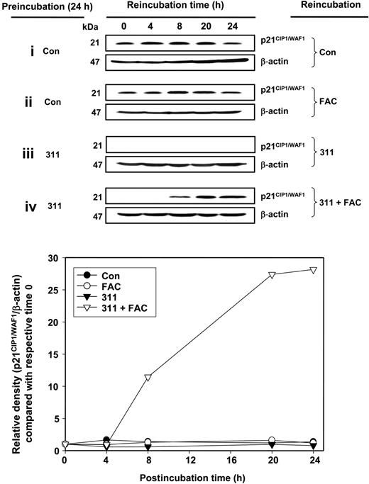 Figure 2. Reconstitution of p21CIP1/WAF1 protein expression after Fe chelation with the Fe supplement FAC. MCF-7 cells were preincubated with control medium (Con) or 311 (25 μM) for 24 hours at 37°C. Medium was then removed, and the cells were reincubated with either control medium (Con), FAC (100 μg/mL), 311 (25 μM), or 311 (25 μM) and FAC (100 μg/mL) for 0, 4, 8, 20, and 24 hours at 37°C. Cells were then harvested, total protein was extracted, and Western blot was performed to measure p21CIP1/WAF1 protein expression. Results are typical of 3 independent experiments.
