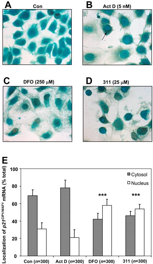 Figure 3. In situ RT-PCR for localization of p21CIP1/WAF1 mRNA demonstrates that its nuclear translocation to the cytosol is partially inhibited after Fe chelation with DFO or 311. MCF-7 cells were grown on slides and incubated with control medium (Con), 311 (25 μM), DFO (250 μM), or Act D (5 nM) for 24 hours at 37°C. Cells were then fixed, and in situ RT-PCR was performed. Visual assessment of 300 cells was performed to examine cytosolic or nuclear localization of p21CIP1/WAF1 mRNA (dark green/brown stain), and the percentages were calculated (***P < .001 relative to the control). (A) Con; (B) Act D–treated cells; (C) 311-treated cells; and (D) DFO-treated cells. (E) Estimation of the nuclear and cytosolic localization of p21CIP1/WAF1 mRNA by cell counts (n = 300). Results are presented as means ± SD. Images in panels A-D were taken by Olympus microscope BX51 with UPLFLN 40× objective (0.75 numeric aperture) and attached DP30BW digital camera (Olympus, Tokyo, Japan). Images were analyzed using NIH Image J program (Bethesda, MD).