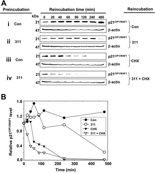 Figure 4. Iron chelation decreases p21CIP1/WAF1 protein half-life. MCF-7 cells were preincubated with either control medium or medium containing 311 (25 μM) for 12 hours at 37°C and then reincubated for 20 to 480 minutes at 37°C with either control media alone (Con), 311 (25 μM), the protein synthesis inhibitor, cycloheximide (CHX; 10 μg/mL), or CHX (10 μg/mL) and 311 (25 μM). Cells were harvested and Western blot analysis was performed. (A) Western blot analysis. (B) Densitometric analysis of the results in panel A. Results are representative of 3 experiments.