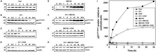 Figure 5. p21CIP1/WAF1 degradation is via the proteasomal pathway. (A-H) The effect of 311 on p21CIP1/WAF1 expression in MCF-7 cells in the presence or absence of the proteasomal inhibitor MG132 and the protein synthesis inhibitor cycloheximide (CHX). MCF-7 cells were incubated for 0.5 to 24 hours at 37°C with: (A) control medium (Con); (B) 311 (25 μM); (C) CHX (10 μg/mL); (D) 311 (25 μM) and CHX (10 μg/mL); (E) MG132 (20 μM); (F) 311 (25 μM) and MG132 (20 μM); (G) MG132 (20 μM) and CHX (10 μg/mL); or (H) 311 (25 μM), MG132 (20 μM), and CHX (10 μg/mL). (I) Densitometric analysis of the results in panels A-H. Cells were harvested and Western blot analysis was performed. Results shown are from a representative experiment of 3 performed.