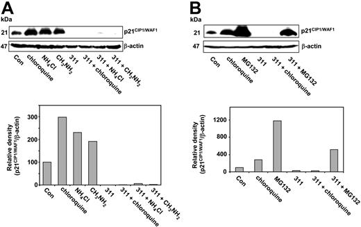 Figure 6. Expression of p21CIP1/WAF1 protein is increased by lysosomotropic agents in Fe-replete cells, while chelator-induced down-regulation of p21CIP1/WAF1 can only be effectively rescued by proteasomal inhibitors. (A) MCF-7 cells were incubated for 24 hours at 37°C with either control medium (Con), chloroquine (250 μM), NH4Cl (15 mM), CH3NH2 (15 mM), 311 (25 μM), or the combination of 311 (25 μM) with chloroquine (250 μM), NH4Cl (15 mM), or CH3NH2 (15 mM). (B) MCF-7 cells were incubated for 24 hours at 37°C with either control medium (Con), chloroquine (250 μM), MG132 (20 μM), 311 (25 μM), or 311 (25 μM) combined with either chloroquine (250 μM) or MG132 (20 μM). Cells were harvested and Western blot was performed. Results are representative from 3 experiments formed.