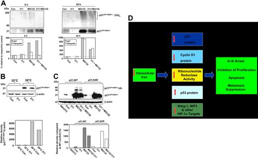 Figure 7. Role of ubiquitination in degradation of p21CIP1/WAF1 after Fe chelation. (A-C) Iron chelators decrease p21CIP1/WAF1 polyubiquitination when proteasomal activity is inhibited. (D) A simplified schematic illustration showing the multiple molecular effectors involved in G1/S arrest of the cell cycle, inhibition of proliferation, metastasis suppression, and induction of apoptosis. MCF-7 cells were incubated with control media (Con) or media containing 311 (25 μM) in the presence or absence of MG132 (20 μM) for 8 or 24 hours. Immunoprecipitation was performed using anti-p21CIP1/WAF1 antibody. Complexes were then separated by SDS-PAGE and probed with anti-p21CIP1/WAF1 or antiubiquitin antibody using Western analysis. (B) Iron chelators induce ubiquitin-independent degradation of p21CIP1/WAF1 in A31N-ts20 cells. A31N-ts20 cells were used, as they have a temperature-sensitive E1 ubiquitin–activating enzyme that is active at 32°C, but which inactivates at 39°C, preventing ubiquitin-dependent proteasomal degradation.40,62 Cells were grown at 32°C or 39°C for 24 hours before the experiment. The media was then removed, and the cells were incubated for 24 hours at either temperature with control media, or media containing 311 (25 μM), and Western analysis was performed. (C) Iron chelators induce ubiquitin-independent degradation of p21CIP1/WAF1 in p21-K6R–transfected cells. Mouse fibroblast NIH3T3 cells were transiently transfected with pCS2+p21WT or pCS2+p21-K6R plasmids, which contain wild-type (p21-WT) or mutant forms for human p21CIP1/WAF1, respectively. At 24 hours after transfection, cells were incubated for 24 hours with either control medium, 311 (25 μM), MG132 (20 μM), or the combination of 311 (25 μM) and MG132 (20 μM). Western blotting was performed using antihuman p21CIP1/WAF1 antibody, which only detects the transfected wild-type and mutant human p21CIP1/WAF1. Results are a representative experiment from 3 performed. (D) Multiple molecular effectors involved in G1/S arrest, inhibition of proliferation, apoptosis, and metastasis suppression are modulated in response to Fe deprivation. These responses include down-regulation of p21CIP1/WAF1 protein,18,21 down-regulation of cyclin D1 protein,20,21,23 decreased activity of ribonucleotide reductase,63,64 increased p53 protein expression,17,25 increased expression of the metastasis suppressor protein Ndrg-1,19 and the up-regulation of the apoptosis-inducing protein NIP3.65 Both NIP3 and Ndrg-1 are targets of the hypoxia inducible factor-1α (HIF-1α) transcription factor.19,65 Other HIF-1α targets are probably also involved in the Fe depletion–induced inhibition of proliferation and induction of apoptosis.30