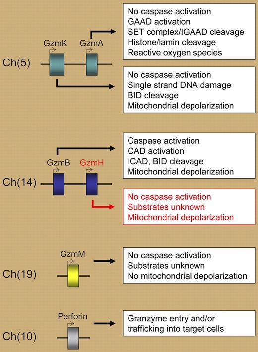 Human granzymes and perforin, their chromosome locations, and selected properties of granzyme-induced cell death. GAAD indicates granzyme A–activated DNase; IGAAD, inhibitor of GAAD; CAD, caspase-activated DNase; ICAD, inhibitor of CAD; and BID, BH3-interacting domain death agonist.