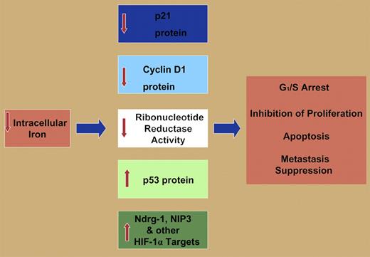 Molecular effectors involved in G1/S arrest, inhibition of proliferation, apoptosis, and metastasis suppression modulated by iron deprivation including: down-regulation of p21CIP1/WAF1 protein and cyclin D1 protein, decreased activity of ribonucleotide reductase, increased p53 protein expression, increased expression of the metastasis suppressor protein Ndrg-1, and the up-regulation of the apoptosis-inducing protein NIP3. Both NIP3 and Ndrg-1 are targets of the hypoxia-inducible factor-1α (HIF-1α) transcription factor. Other HIF-1α targets are probably also involved in the iron-depletion–induced inhibition of proliferation and induction of apoptosis. See the complete figure in the article beginning on page 752.
