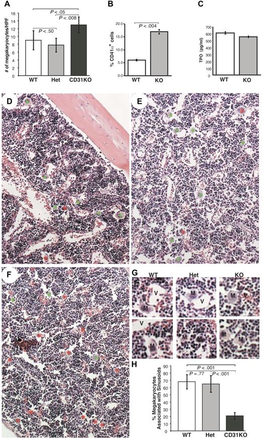 Figure 1. PECAM-1 null marrow exhibits excessive megakaryocytopoiesis and altered megakaryocyte localization. (A) Comparison of the numbers of megakaryocytes per high-power field in the femurs of WT, Het, and CD31KO littermates (n = 12). (B) Comparison of percentage of CD41a+ cells in WT and CD31KO BM (n = 11). (C) Comparison of Tpo concentration in WT and CD31KO peripheral blood serum (n = 3). (D-F) Representative low-power (10×) micrographs of hematoxylin and easin staining of WT, Het, and CD31KO femoral bone marrow sections. In WT (panel D) and Het (panel E) marrow, many WT megakaryocytes were shown to be associated with the sinusoidal vasculature (green asterisks), while most CD31KO megakaryocytes (F) were resident in the stromal compartment (red asterisks). (G) Representative high-power (20×) micrographs of WT, Het, and CD31KO marrow sections illustrating megakaryocytes (M) intimately associated with marrow vessels (V) in the top panels and megakaryocytes in the stromal compartment of the marrow in the bottom panels. (H) Quantification of megakaryocyte cell numbers in each × 20 high-power-field revealed significantly more megakaryocytes associated with sinusoidal vessels in the WT and Het marrows, while most CD31 KO megakaryocytes were observed to be resident in the stromal areas. Specifically, quantitation revealed a ratio of megakaryocyte localization in vasculture to stromal niches of 2:1 in WT and Het BMs and 1:4 in CD31KO BMs (n = 12). Vertical lines in the bar graphs represent standard deviations.